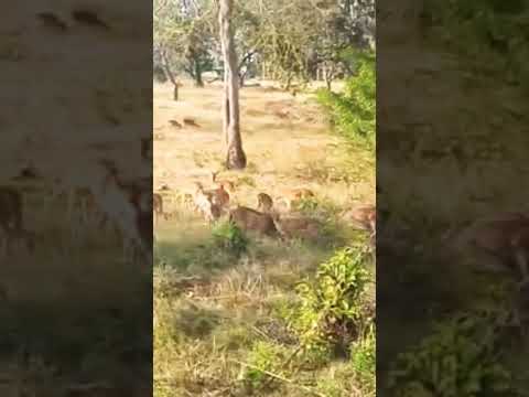 Dear in Bandipur National Park | Forest Short Vlog #viral #shorts #vlog #sdgmr #reels #short