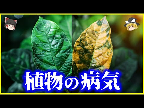 【ゆっくり解説】土の中には10万種以上の●●が…庭の植物がピンチ？「植物の病気」とは何か？を解説