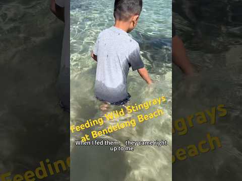 Feeding Wild Stingrays at Jervis Bay!#Trending#Wildlife#KidsAdventure#NatureLovers#AmazingAnimals