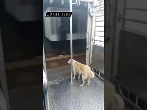 LOKAL LIFE LOKAL TRAIN || DOG IS TRAIN ||  #agmafialord   #ansaricreation   #indianrailways  #shorts