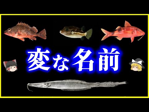 【ゆっくり解説】生物界のキラキラネーム…変わった名前の海の生き物7選を解説