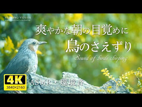 爽やかな朝の目覚めに！鳥のさえずり「自然音・ASMR」疲れた心身の回復・リラックス効果・癒しの空間作りにどうぞ。『ヒヨドリとキジバト』Healing videos and natural sounds