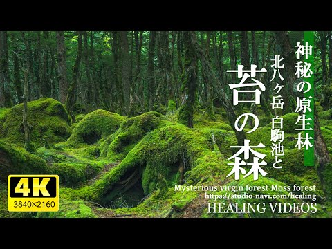 The mysterious virgin forest "Moss Forest" is like the world of Ghibli!