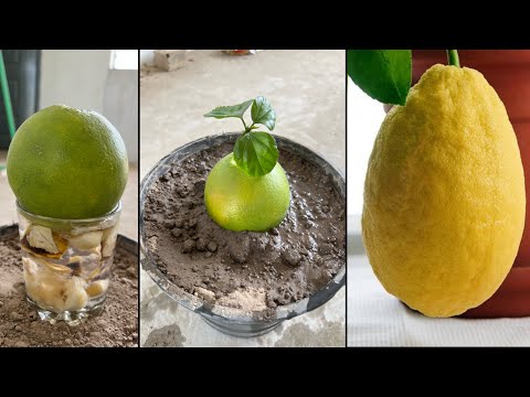 Beautiful banana trick | lemon fruit growing with banana |