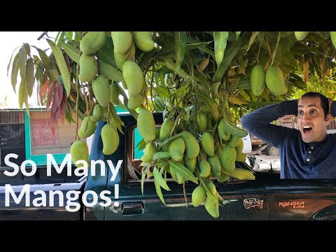 Massive Mango Trees in Mexico!