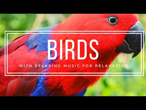 Beautiful Birds of Nature with Relaxing Music for Relaxation and Healing