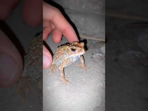 Caught a Frog #frog #animals #frogling #frogging #amazingfrog #nature #humor #funny #subscribe