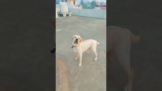 #shorts #viralshort #doglover #dogsofyoutube #dogsofinsta #dogoftheday #dogs