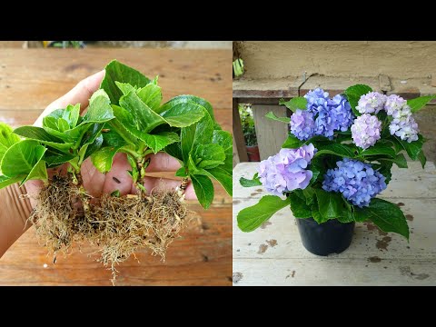 How to Propagate Hydrangea Plant | Hydrangea plant Propagation