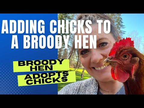 How to Help Broody Hen Adopt Chicks Successfully