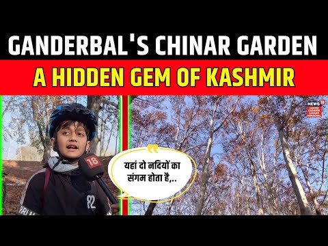 Ganderbal's Narainbagh Chinar Garden - a hidden gem of Kashmir | Winter | Tourism