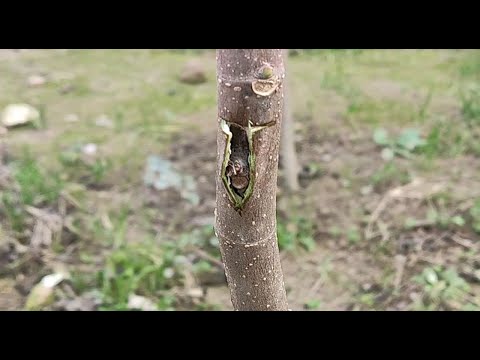 How To Graft A Fig Plant | Bud Grafting Technique