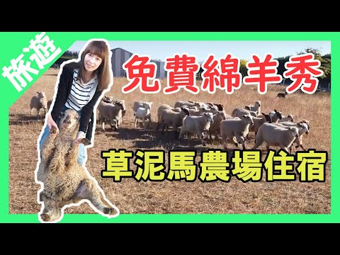 【紐西蘭蜜月】基督城農場住宿｜免費看綿羊脫衣秀~新鮮羊油熱騰騰出爐囉｜可愛草泥馬&牧羊犬互動｜動物巡禮｜旅遊Vlog Ep2