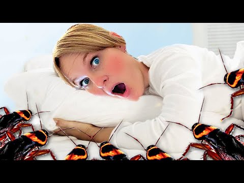 BED BUGS! Who Put BUGS in my BED!