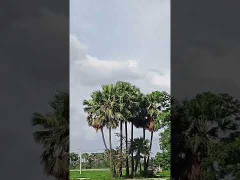 Mausam  Mausam ke sare beautiful nature video