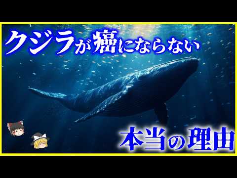 【ゆっくり解説】未だ解決不可…クジラは何故ガンにならない？ピートのパラドックスとは何か？を解説/生物学の未解決問題に対する３つの仮説