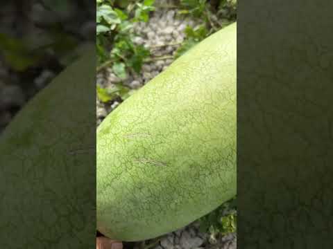 Watermelon Harvest