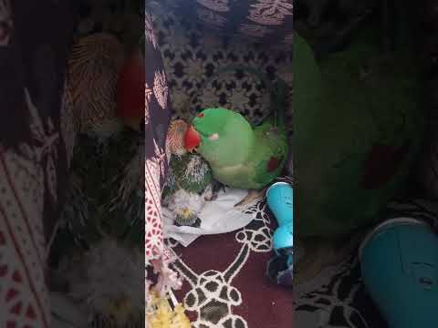 Loving and caring# Coco@coco and cherry the parrot