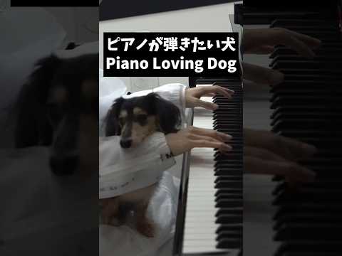 ピアノが弾きたい犬 #piano #ピアノ #dog