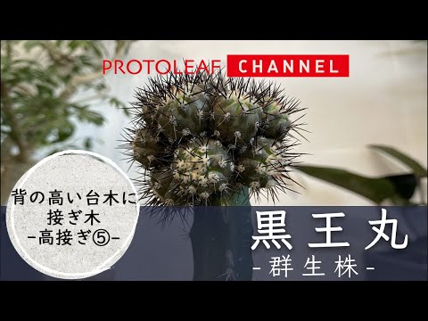 【接ぎ木サボテン】黒王丸を 背の高い台木へ接ぎ木　ー高接ぎ⑤ー【Copiapoa cinerea】