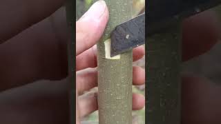 Try This Grafting Technique 🪴 #graftingskills #treehouse #grafting #plantlover #shorts #yt #nature