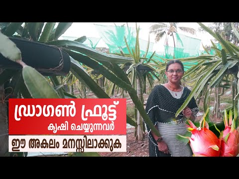 ഡ്രാഗൺ ചെടി കൃഷി ചെയ്യുന്നവർ ഈ അകലം മനസ്സിലാക്കുക