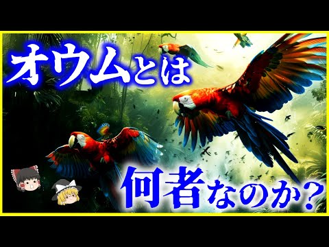 【ゆっくり解説】海外では害鳥⁉️「オウム」とは何者なのか？を解説/日本初来日は647年⁉️意外と知らないオウムの全て