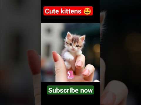 Cute kittens 🤩🙈#cat #cutekittes #cats #catlover #catvideos #viral #new #kitten #cartoon #shorts #yt