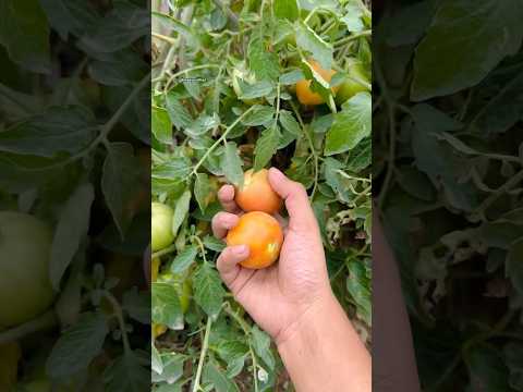 Freshly picked tomatoes 😋 #tomato #tomatoes #harvesting #garden #gardening #shorts #shortsfeeds