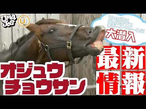 オジュウチョウサンの今！馬たちの勢力争いが…！名馬が続々！｜UMAJOBコラボSP