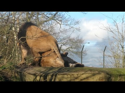 Asiatic Lions Failed Mating Attempt at Chester Zoo - 11/02/24