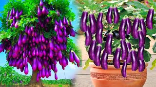 the best way to plant and grow eggplant trees from fruit.-growingfruits