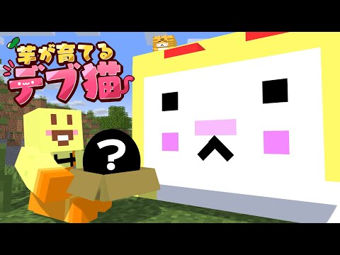 【マイクラ】イモが育てるデブ猫生活!!ついに10000kg超えて子供も生まれた!?感動の最終回Part3【からつけあっきぃ/AMPTAK】