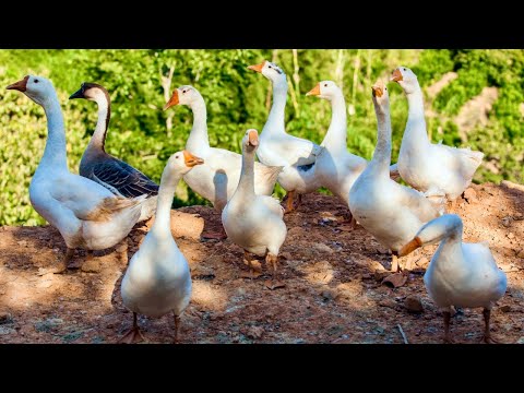 Feeding Time Fun with Friendly Geese on the Farm! 🦢