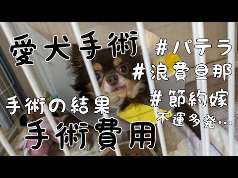 【パテラ手術費用】チワワ/節約嫁/浪費旦那/家計簿