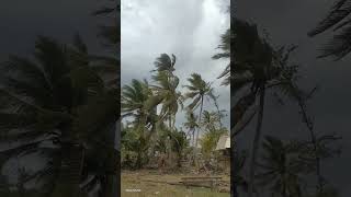 stong windy #cay #bananagarden #nature #section6 #volleyball