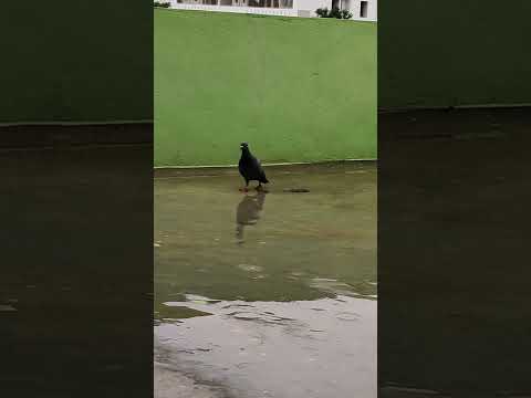 #rainydays #birds #pegion #eating #nature