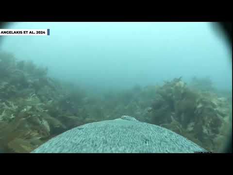 Sea Lion Swimming Through Underwater Habitats