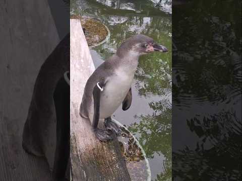 ペンギン❤️これがキッカケかは分かりませんが💦 #おもしろ #動物 #京都市動物園 #shorts