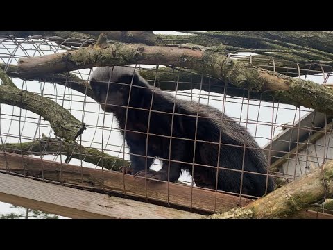 Honey Badgers at Safari Zoo Cumbria - 12/01/24