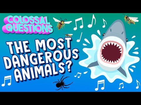 ⚠️CAUTION: Which Animal is The Most Dangerous? 🎵 | COLOSSAL SONGS