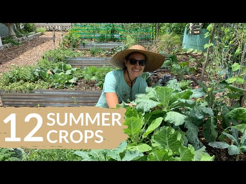 Top Veggie Picks For Your Florida Summer Garden