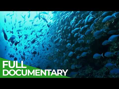 The Big Blue - Ocean Stories from Down Under | Episode 3 | Free Documentary Nature