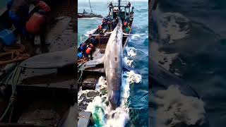 GIGANTIC__dolphin_caught_by_fishermen🌊🐬#fishing #allin1 #marinelife #deepsea