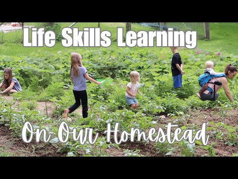 Life Skills Learning in Summer | Homeschooling on the Homestead