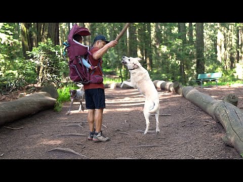 Adventures Unleashed: Dogs, Baby, and a New Carrier! Family Bonding Time