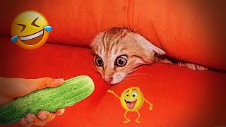 😂 Cats with a special mindset 😹 Funny Cat Videos 🐈🙀 Funny Animal Videos 2024 😹❤️