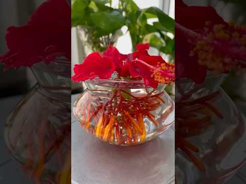 DIY Flowers Decoration in Water #flowerdecoration #plantsdecor #homedecor #houseplants #diy #flowers