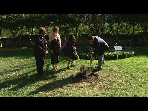 'Moon tree' planted outside the Kennedy Center