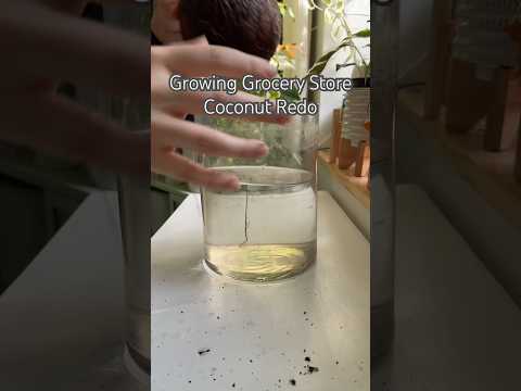 Growing Coconuts #shorts #garden #indoorplants #houseplants #propagation #plants #coconut #diy